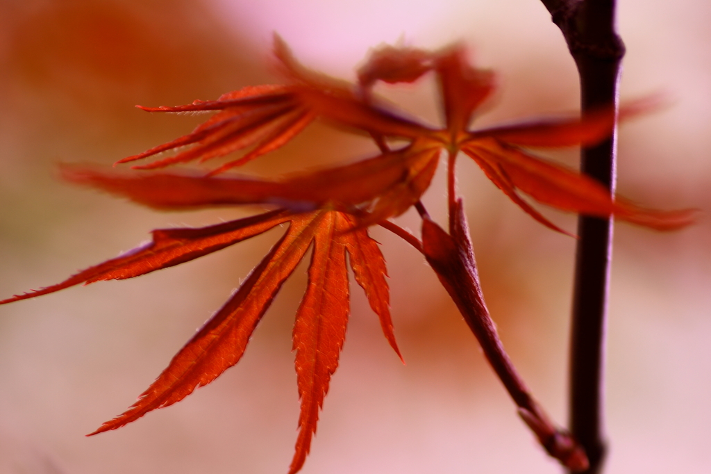 春の紅葉２