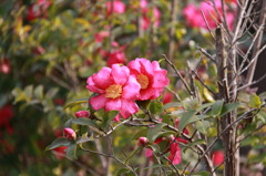 きれいなお花