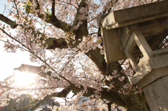 太陽と桜