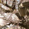 太陽と桜