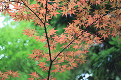 紅葉
