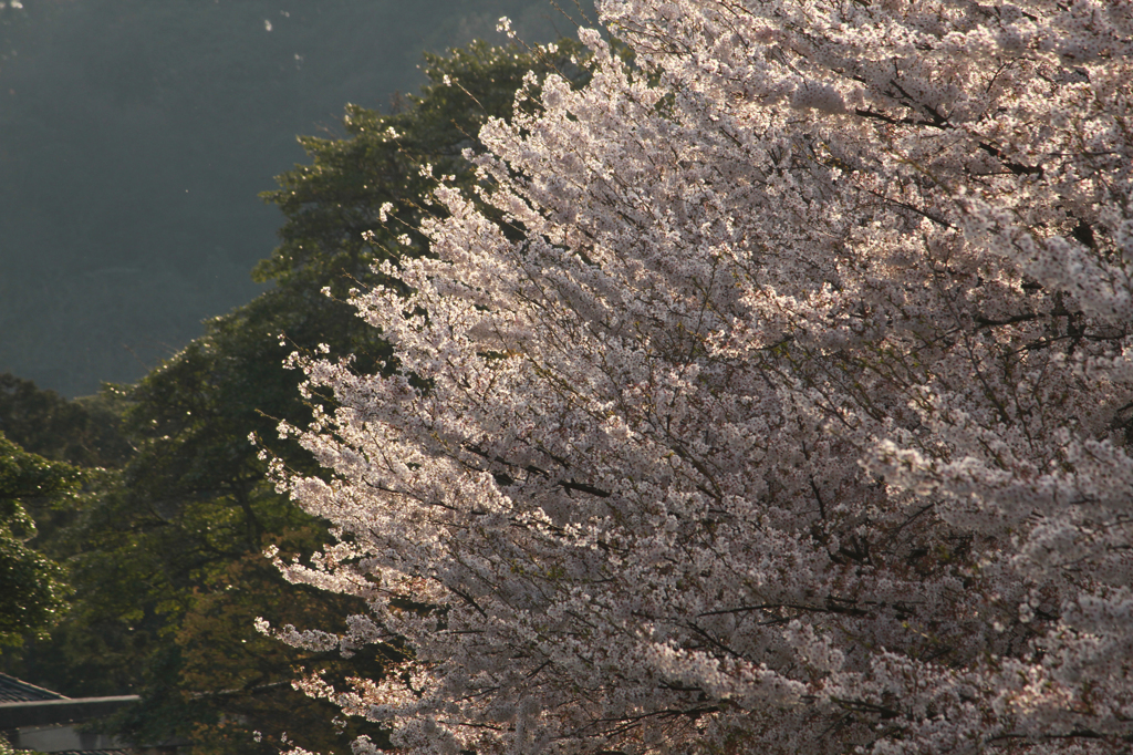 夕暮れ桜