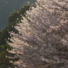 夕暮れ桜