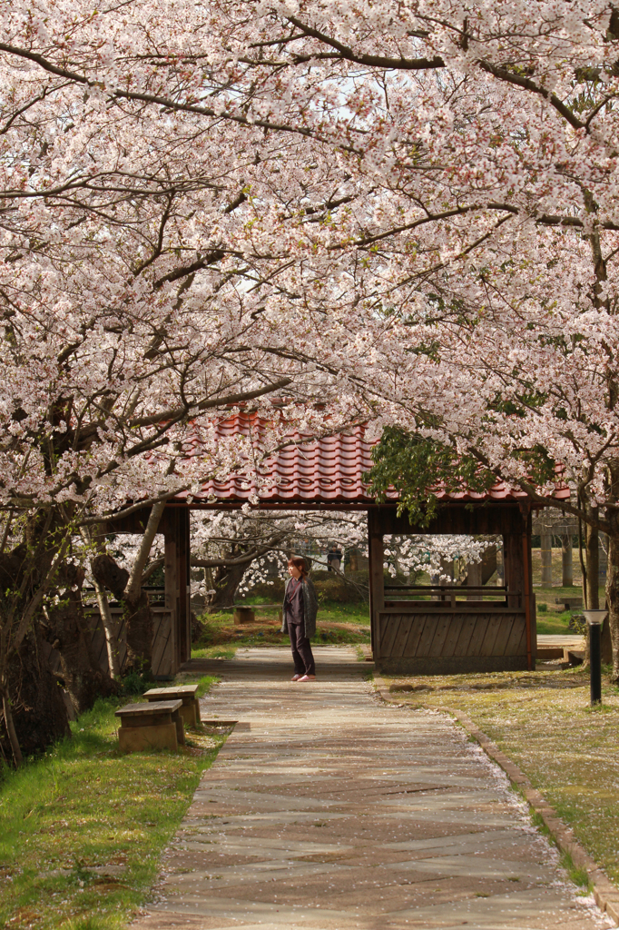 桜のトンネル