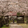 桜のトンネル