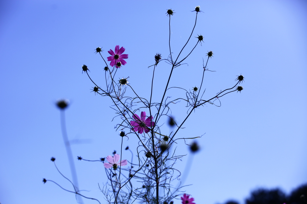 秋空