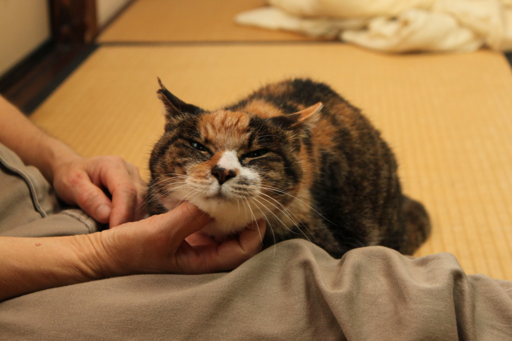もふもふ