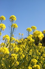 菜の花
