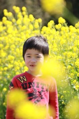菜の花畑で