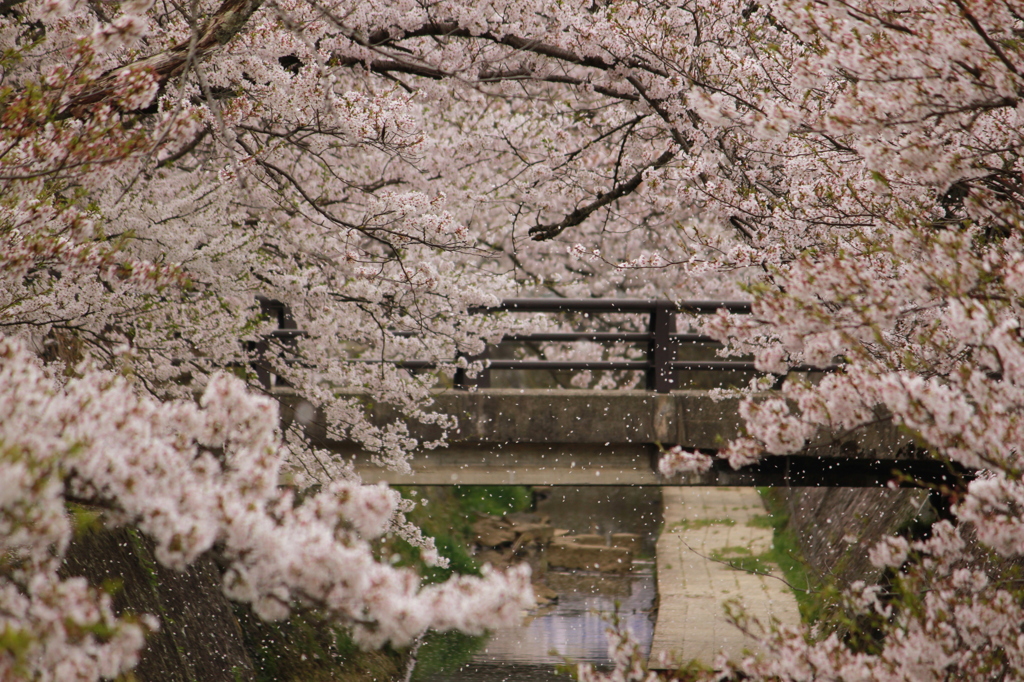 桜吹雪