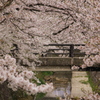 桜吹雪