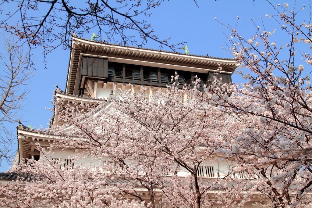 満開の小倉城