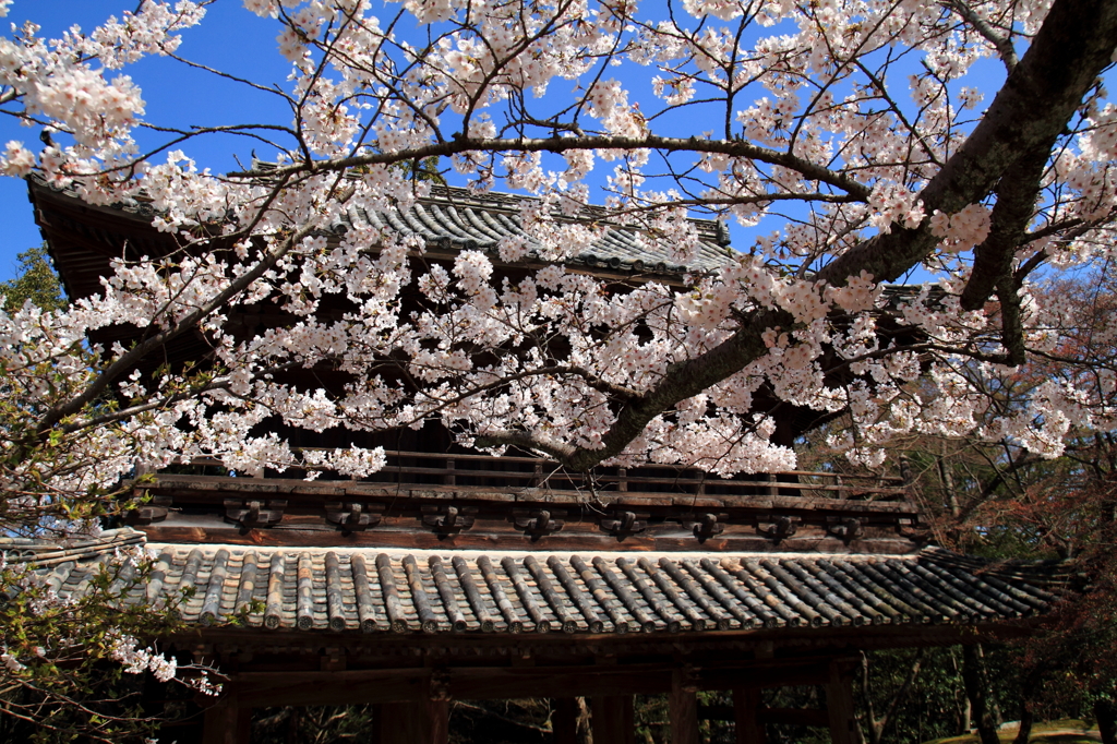 山門に花盛り