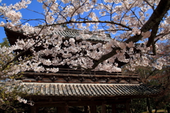 山門に花盛り