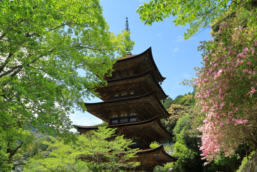 国宝瑠璃光寺五重塔＆躑躅