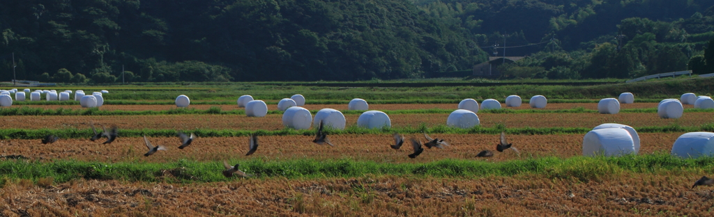 巨大マシュマロ