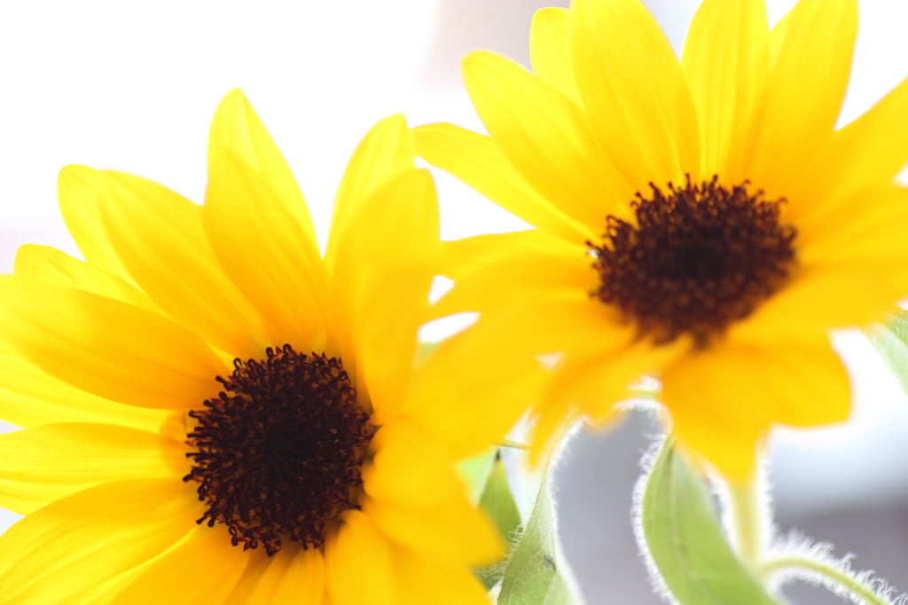 ひまわりｊｒ？