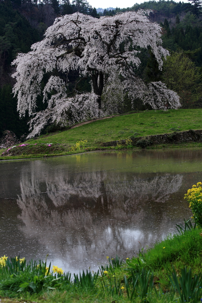 与一野のしだれ桜Ⅱ