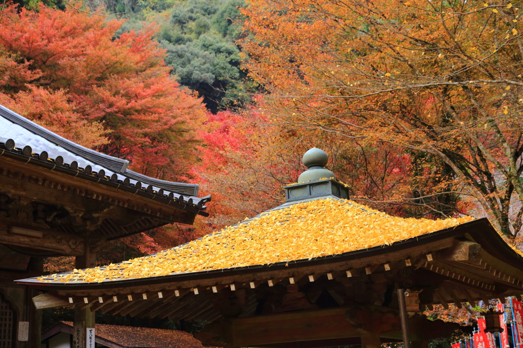 紅葉と屋根