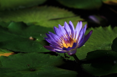 蓮華