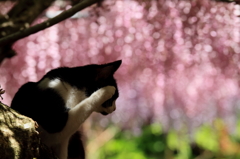 撮らないで！！