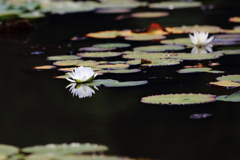 水鏡