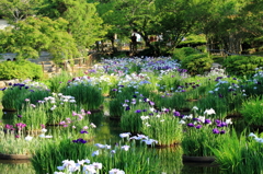 東行庵の花菖蒲