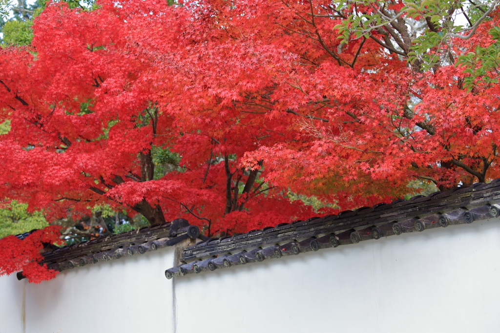 紅白歌合戦？
