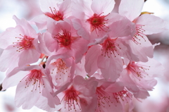 花盛り