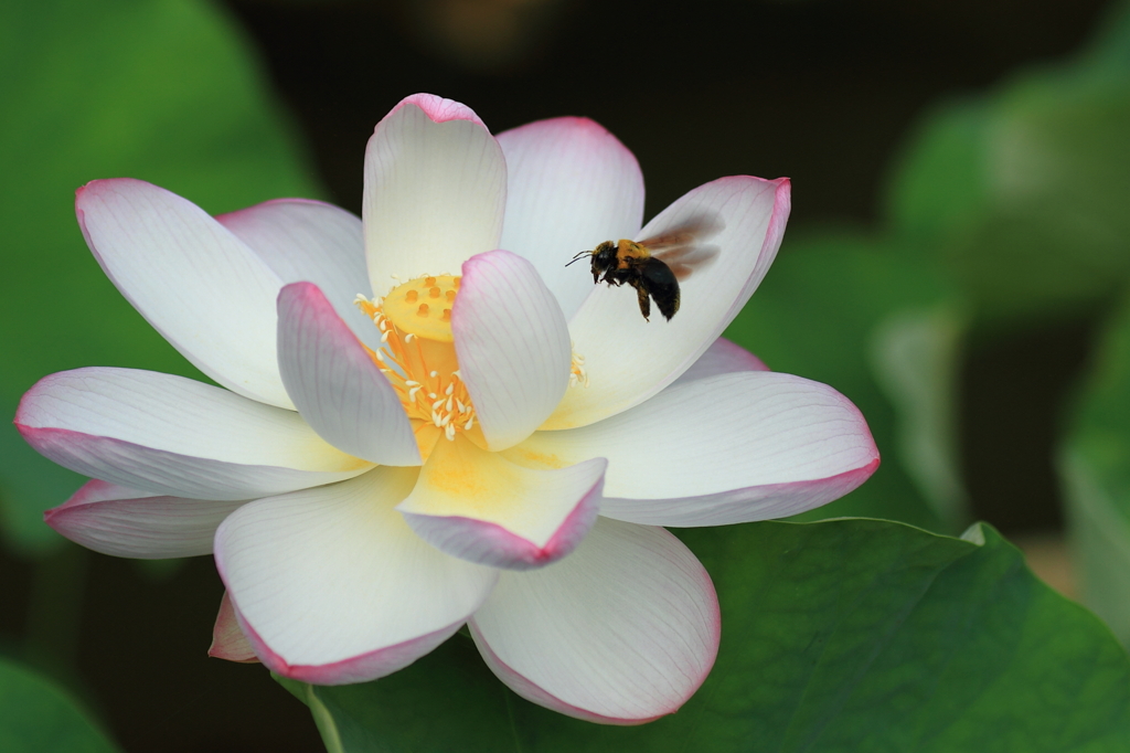 孫文蓮（そんぶんれん）３！！＆仮面ライダーＶ３！！