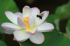 孫文蓮（そんぶんれん）３！！＆仮面ライダーＶ３！！