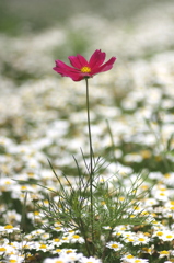 飛び出たコスモス