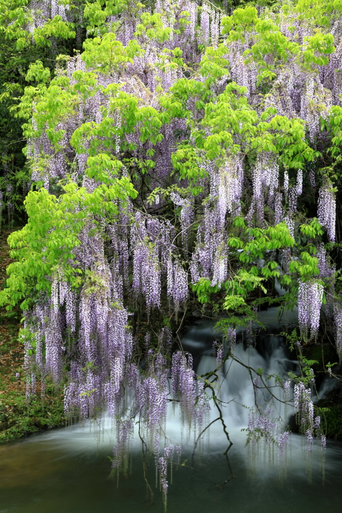 癒しのひと時