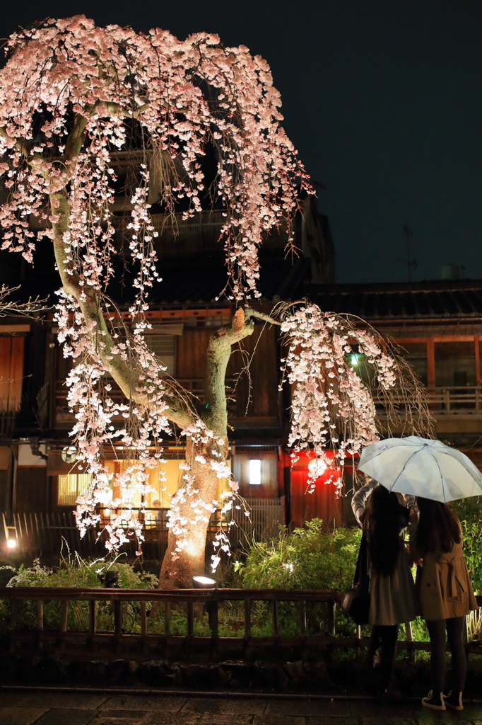 夜桜