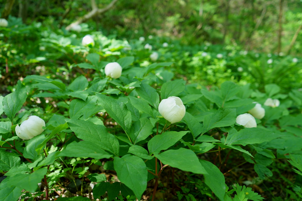 山の妖精たち