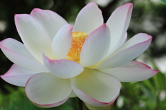 孫文蓮（そんぶんれん）２