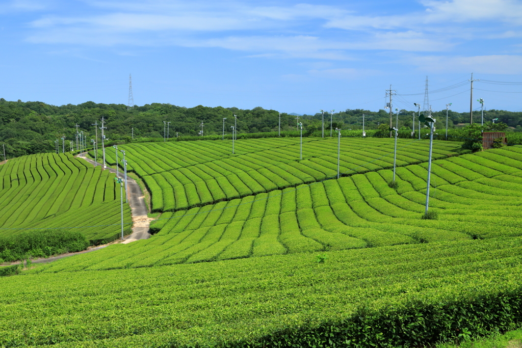 外野席