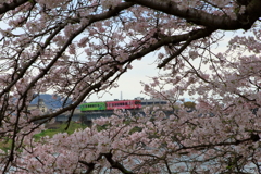 桜とサクラ号