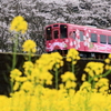 ひだまり号