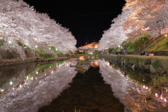 夜桜（バッテン）