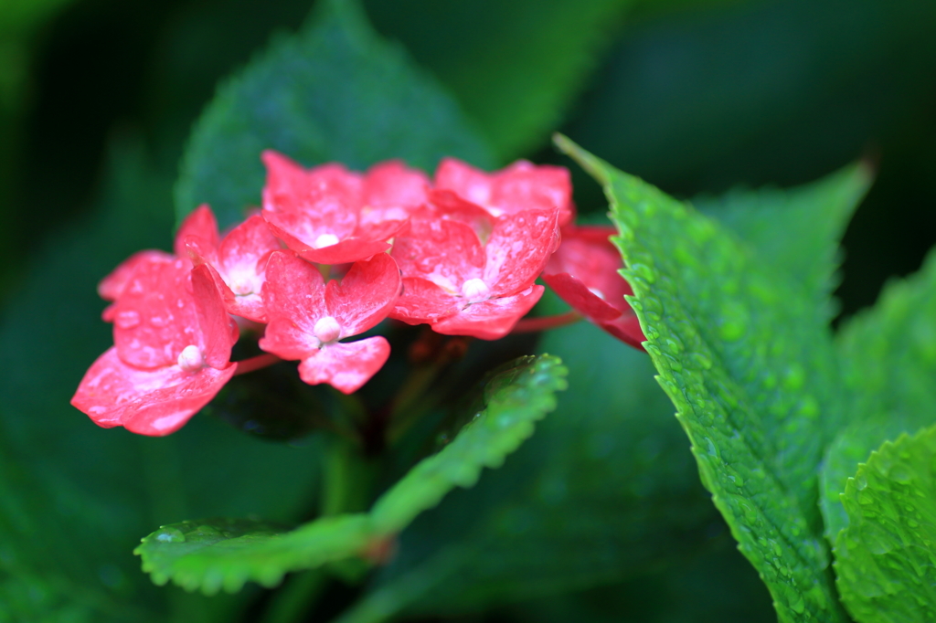 梅雨入りの紫陽花