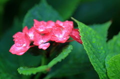 梅雨入りの紫陽花
