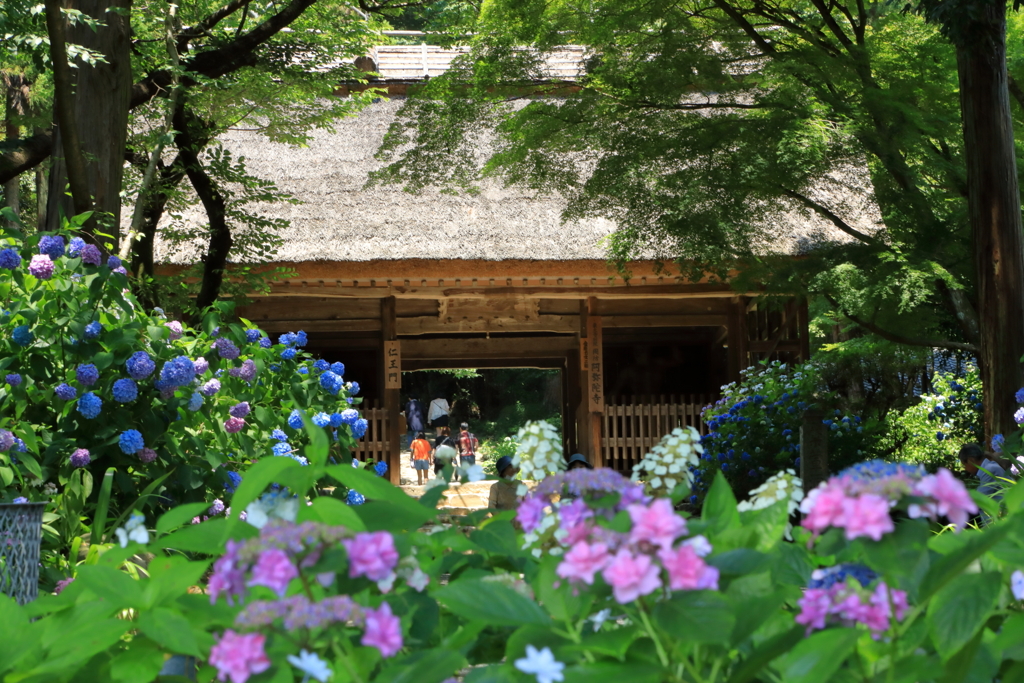 あじさい寺