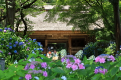 あじさい寺