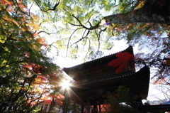 太葉紅（たいようこう）