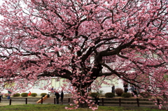 寒桜