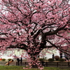 寒桜