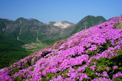 ピンクとくじゅう連山Ⅰ