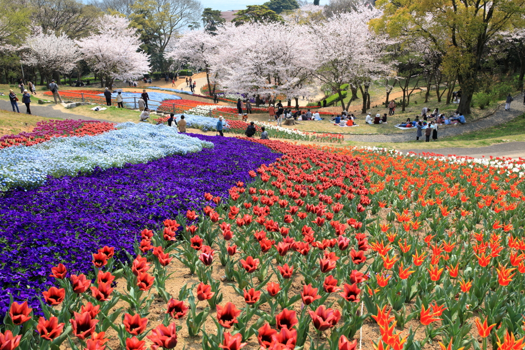 花見Ⅱ