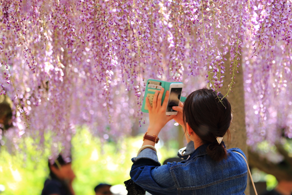 吉祥寺の藤Ⅱ